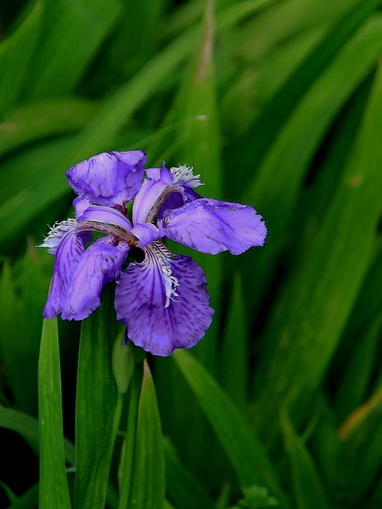 鸢尾花-6