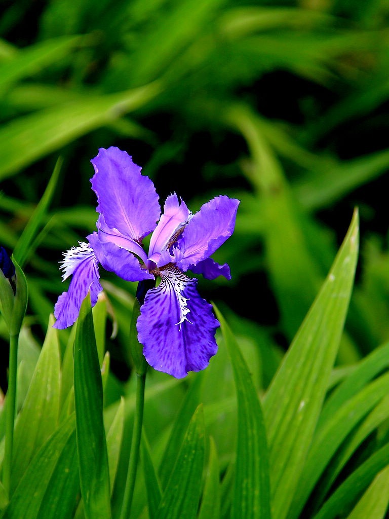 鸢尾花-6