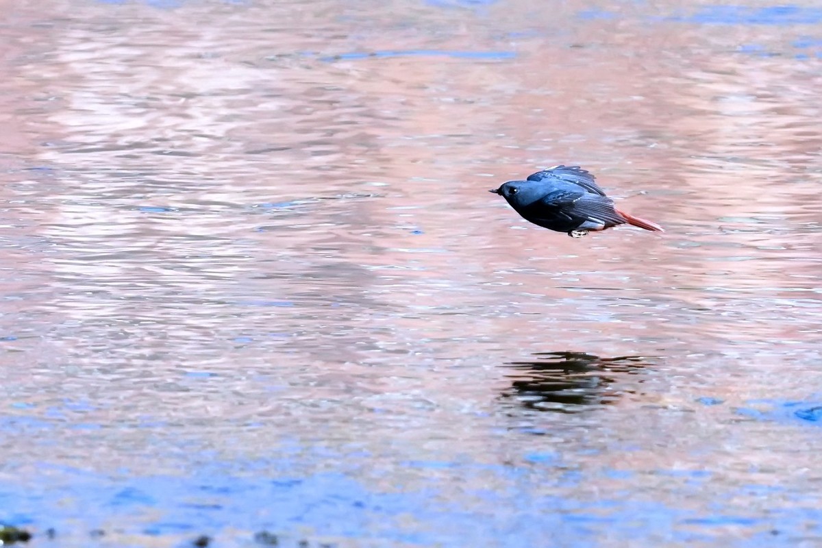 旧片_红尾水鸲21