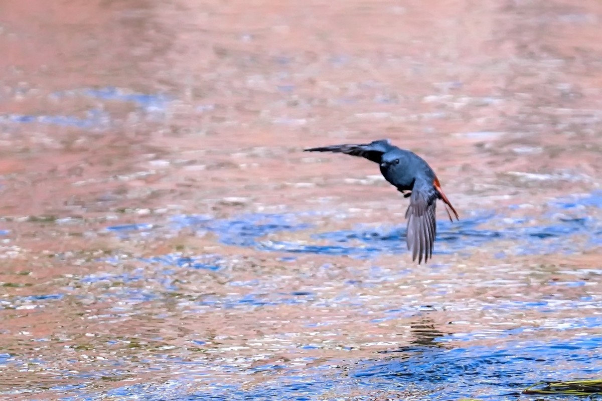 旧片_红尾水鸲21