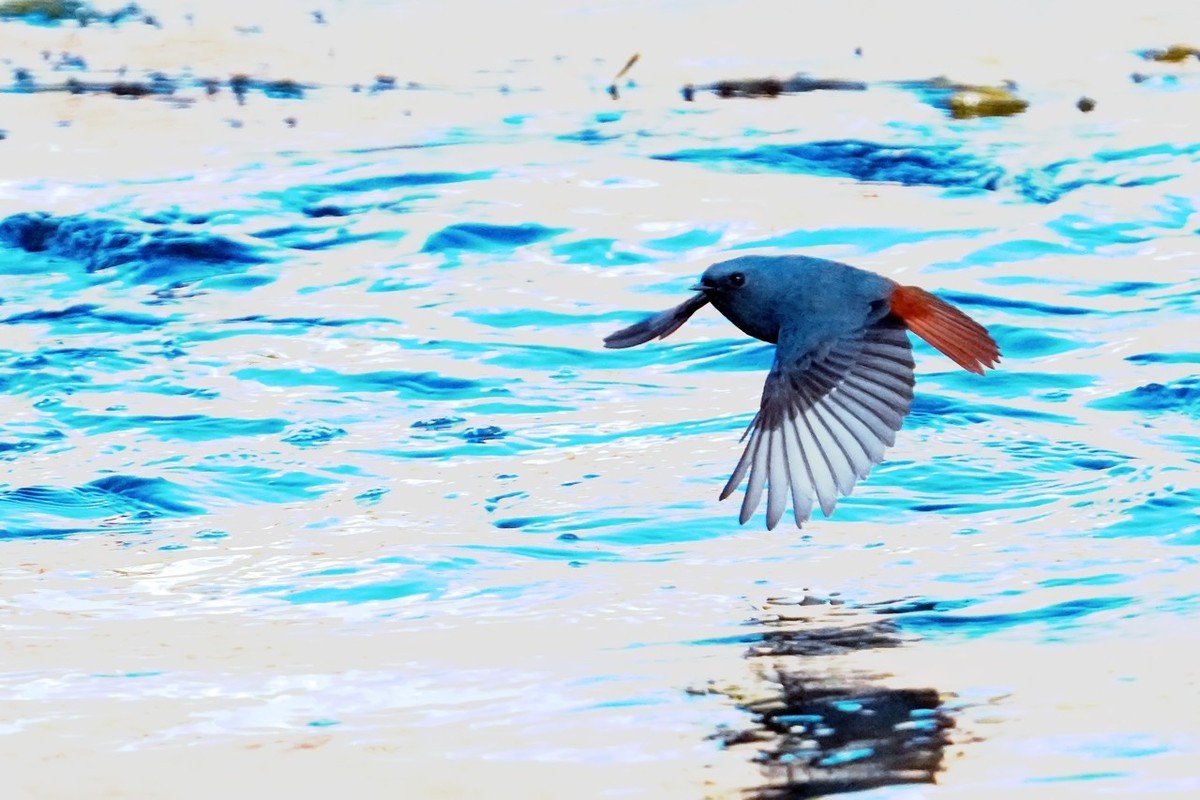 旧片_红尾水鸲21