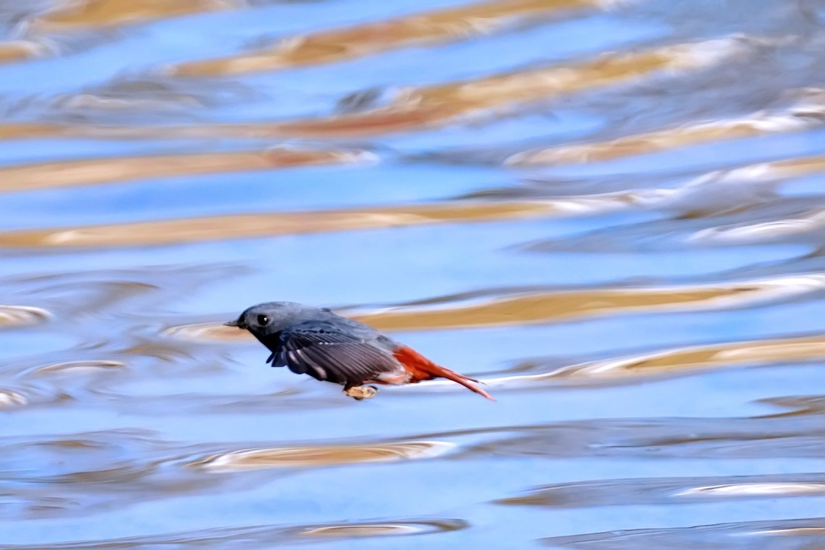 旧片_红尾水鸲21
