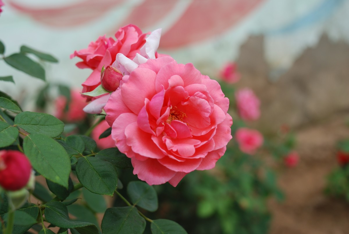 几朵小花（2）