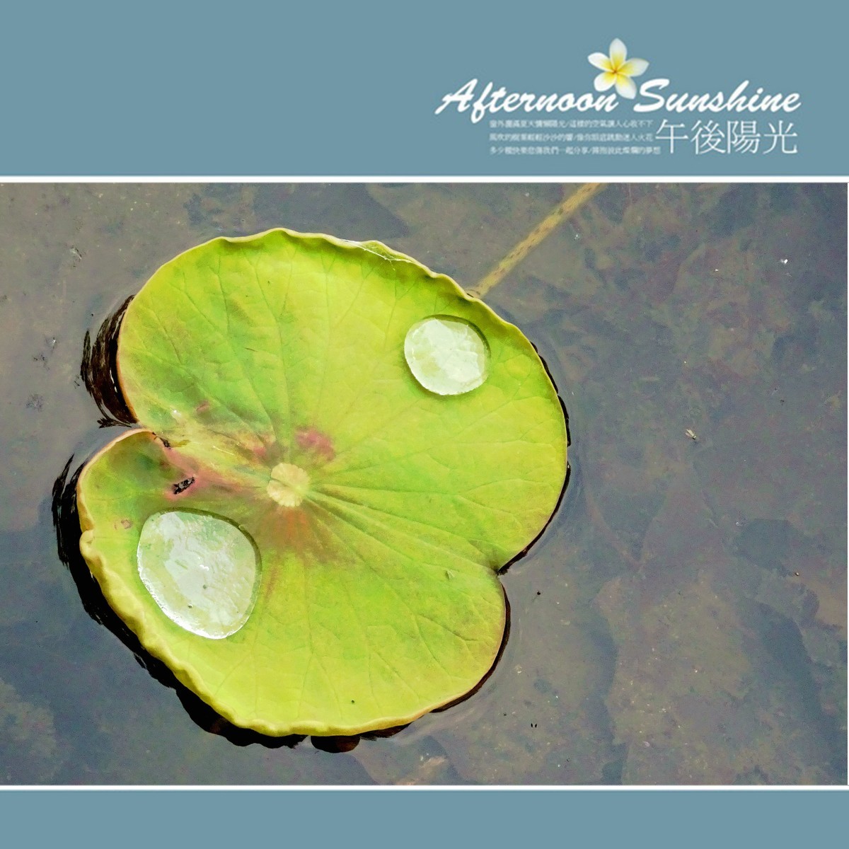 初夏时光...幼荷争锋，不失妩媚