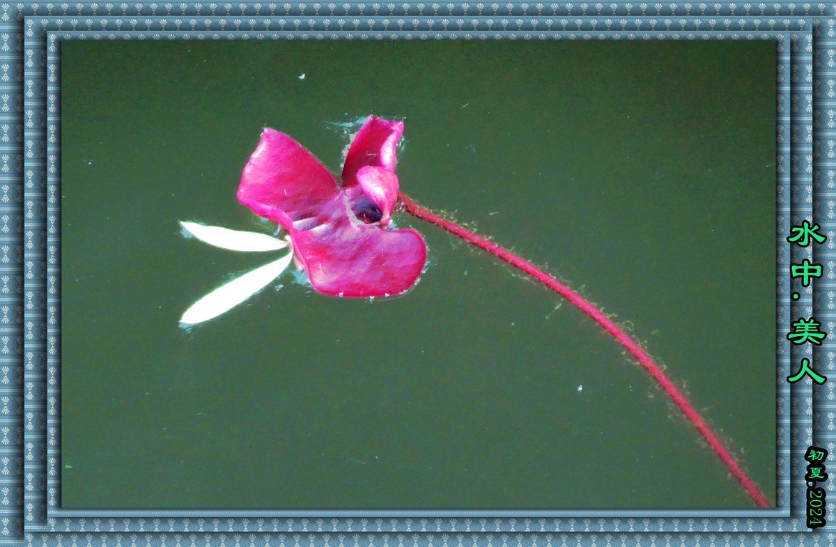 初夏时光...幼荷争锋，不失妩媚