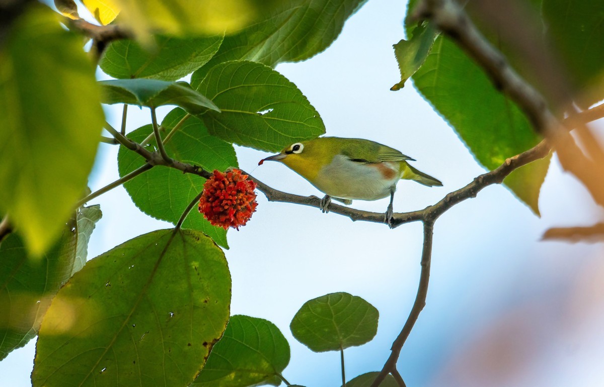 树林里的绣眼鸟（二十七）
