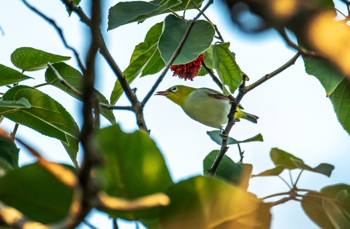 树林里的绣眼鸟（二十七）