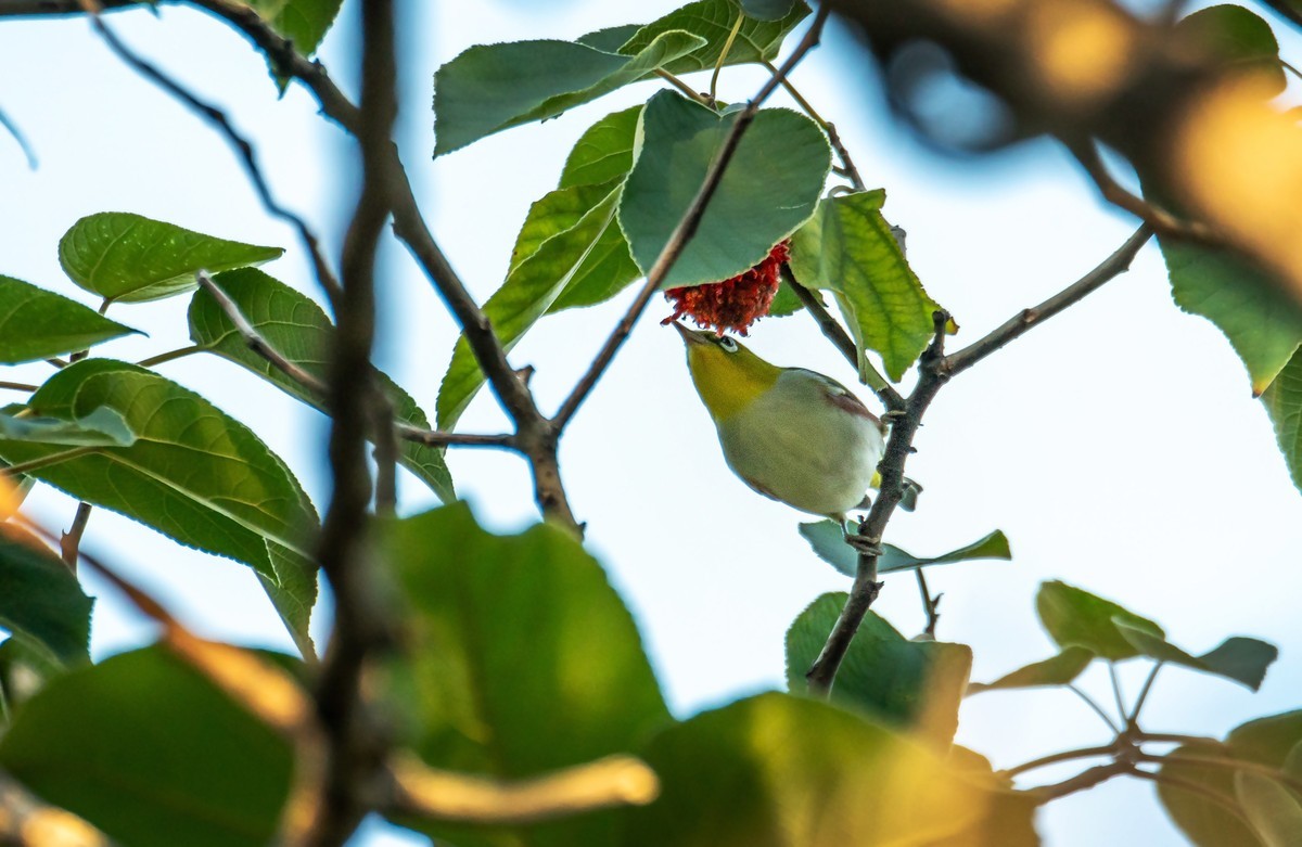 树林里的绣眼鸟（二十七）