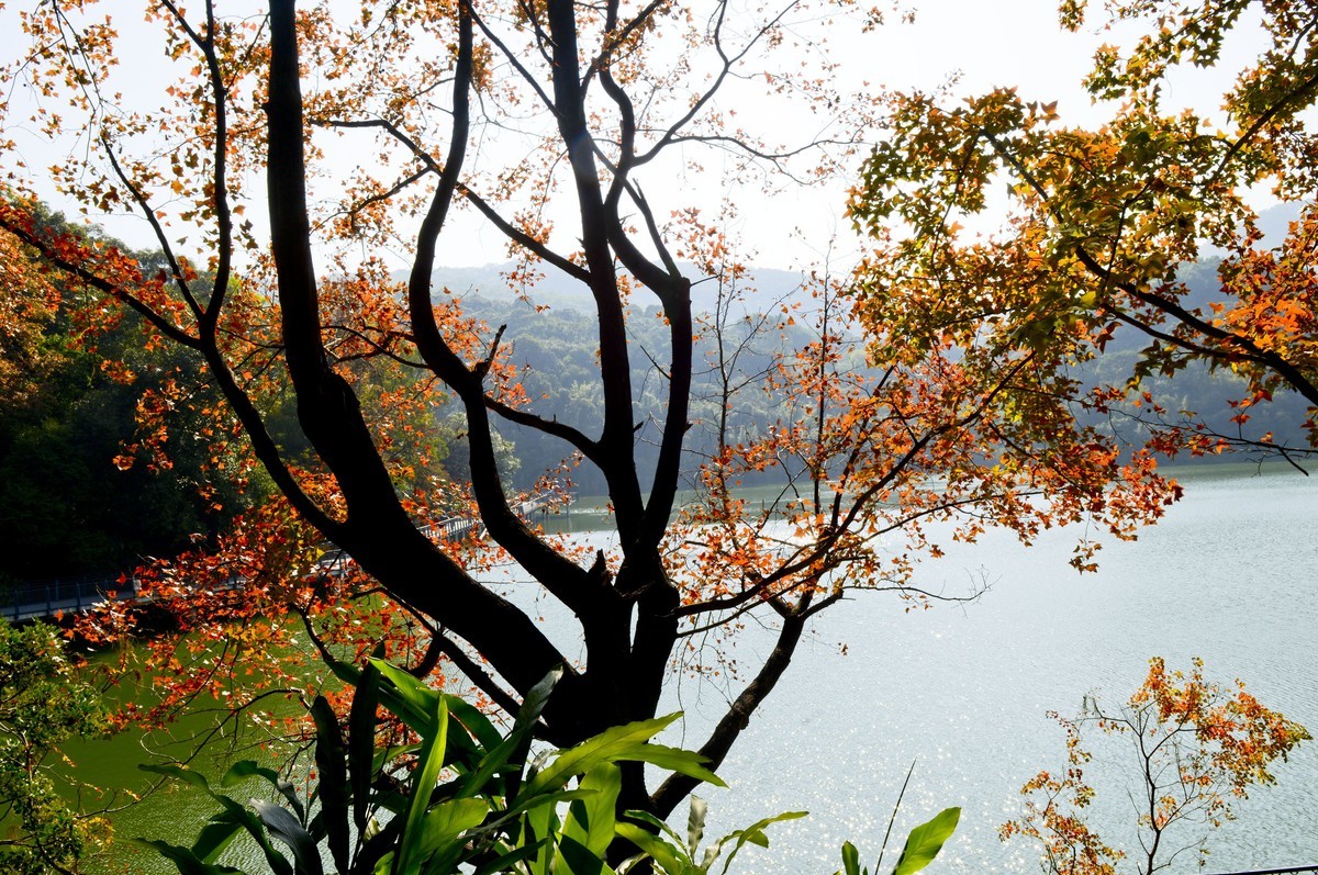 冬日景色如秋（二）