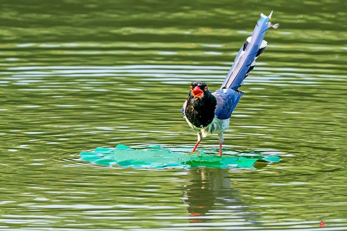 红嘴蓝鹊（三、呆鸟）
