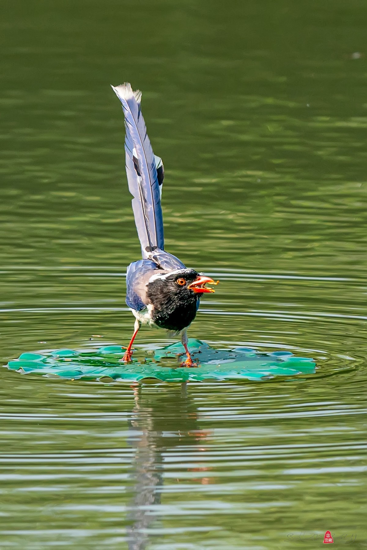 红嘴蓝鹊（三、呆鸟）