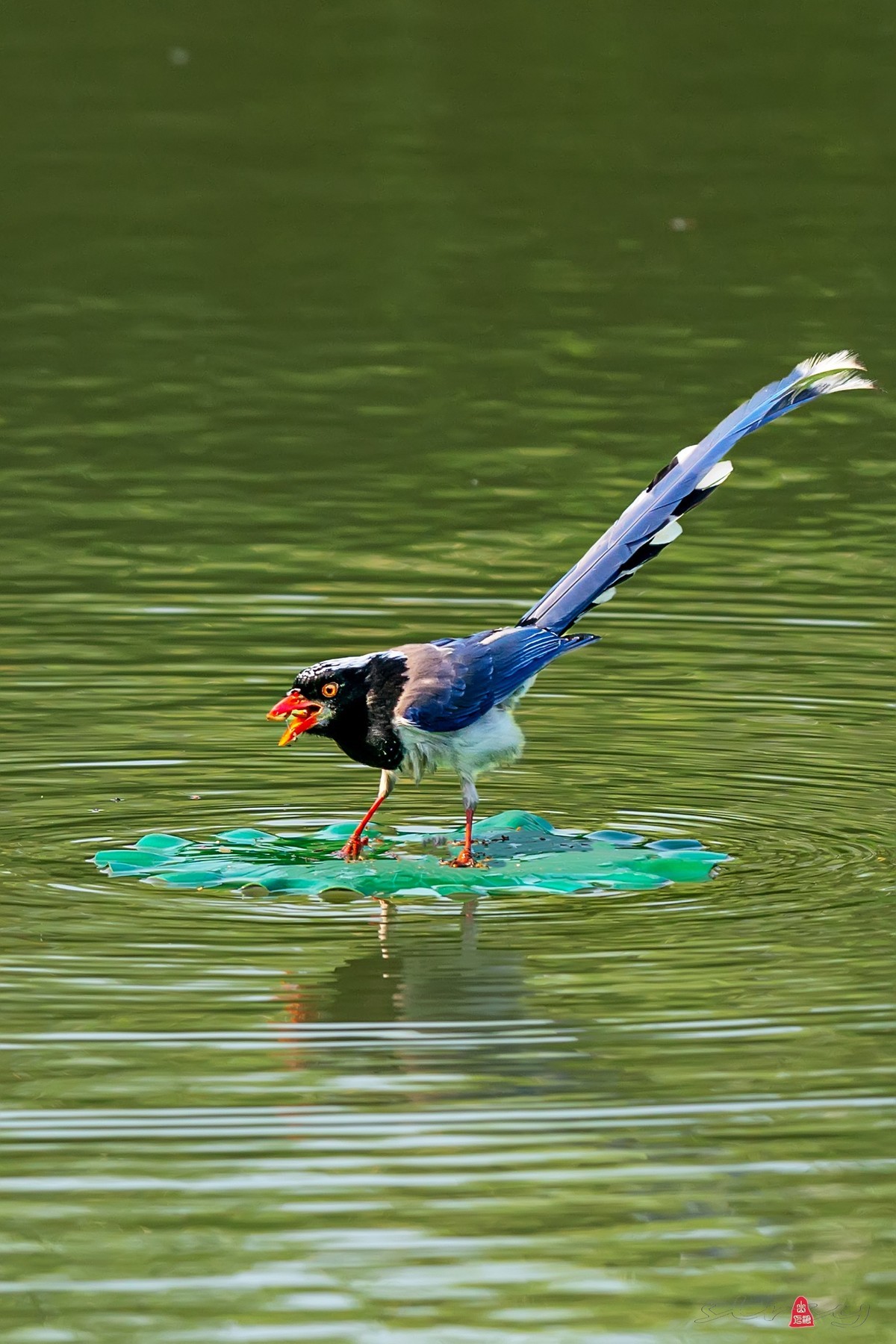 红嘴蓝鹊（三、呆鸟）