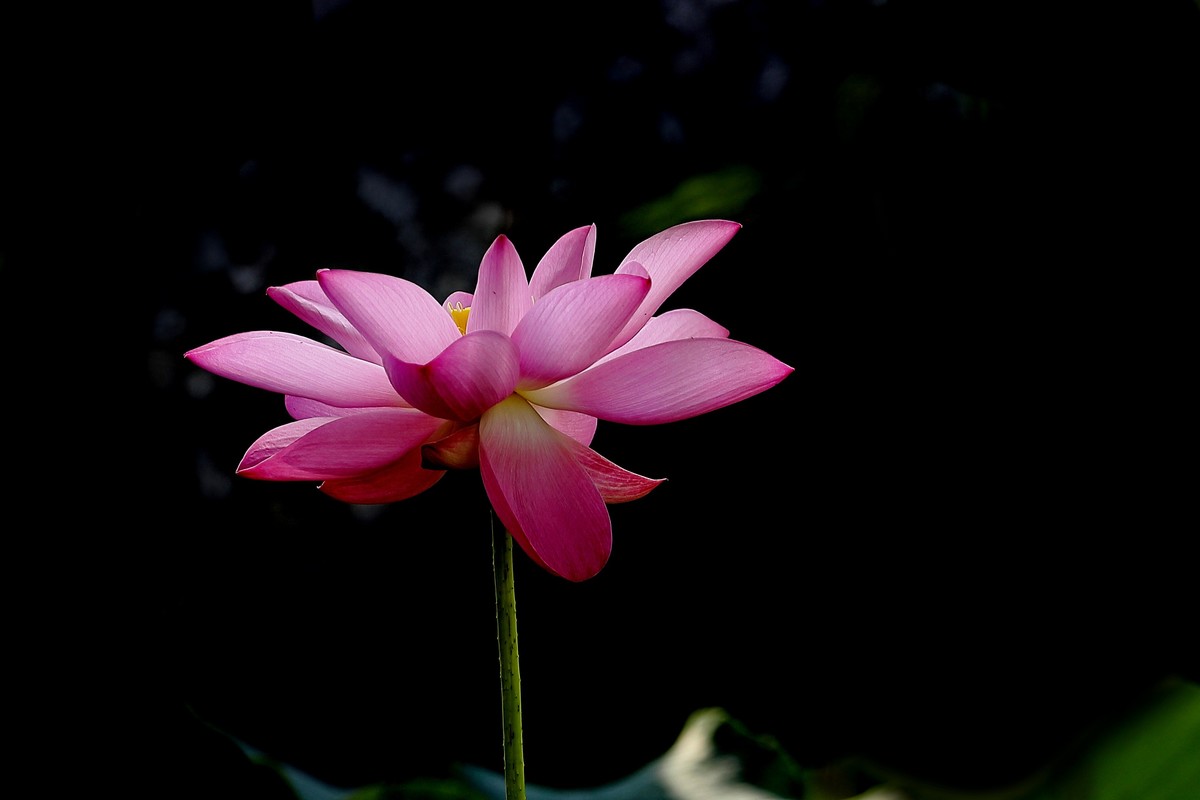 荷花(22年花卉 99)-中关村在线摄影论坛