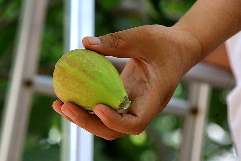 W-02【不老松：纪实摄影】无花果！