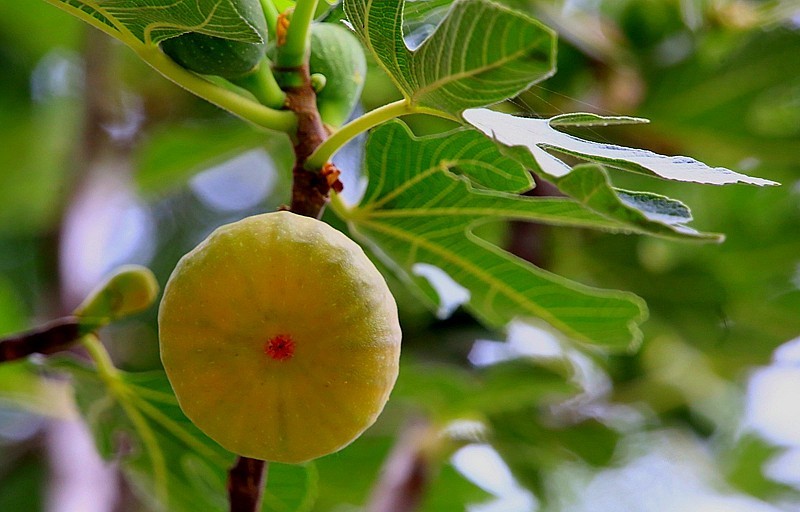 W-02【不老松：纪实摄影】无花果！