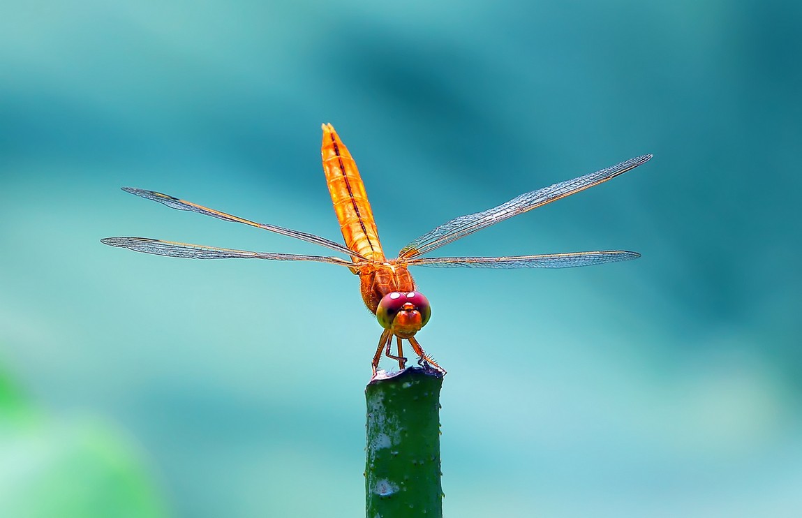 祝贺——花样年华任——60D星空(中国)版主，希望尽快走马上任把60D带的更红火昌盛活跃