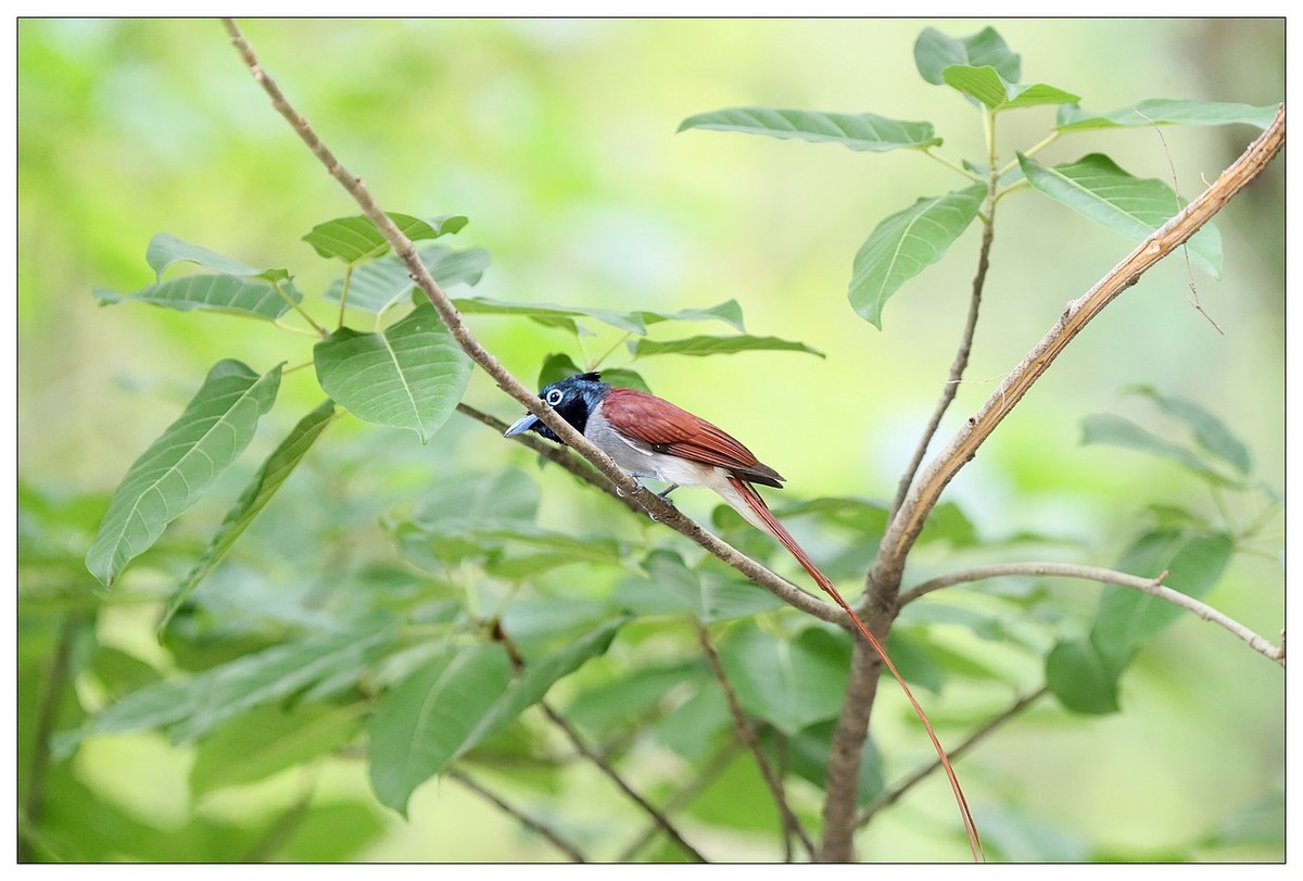 来一组小清新：林中绶带鸟