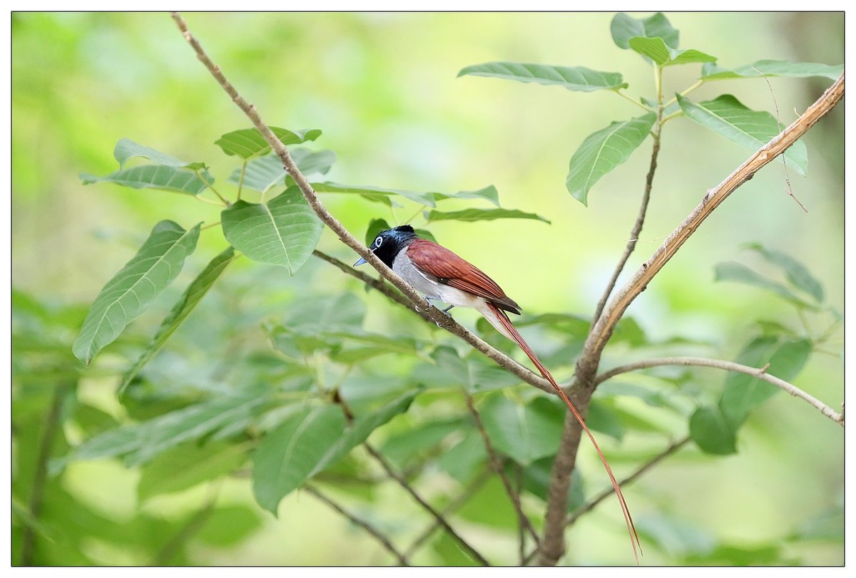 来一组小清新：林中绶带鸟