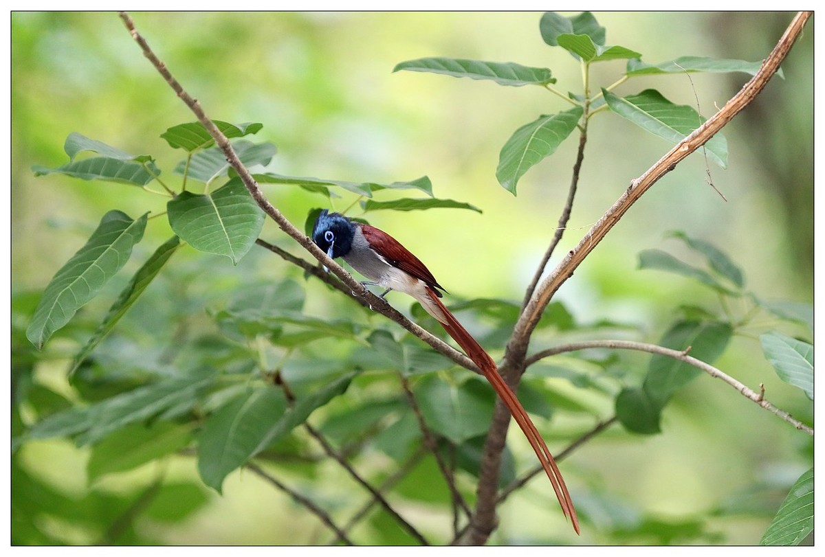 来一组小清新：林中绶带鸟