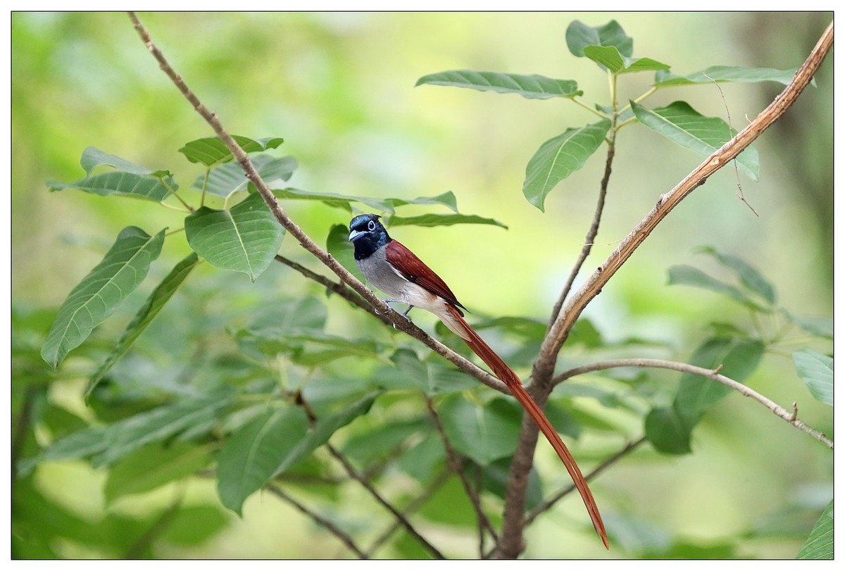 来一组小清新：林中绶带鸟