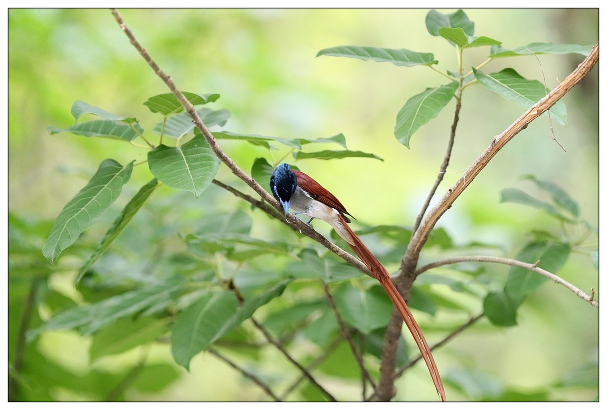 来一组小清新：林中绶带鸟