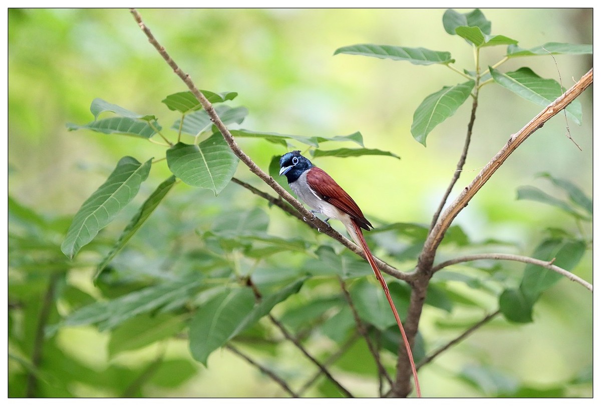 来一组小清新：林中绶带鸟