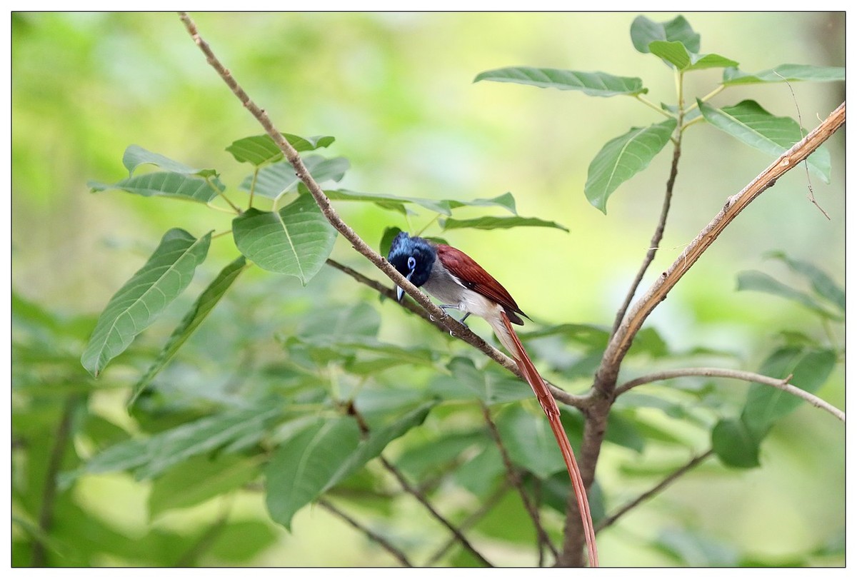 来一组小清新：林中绶带鸟