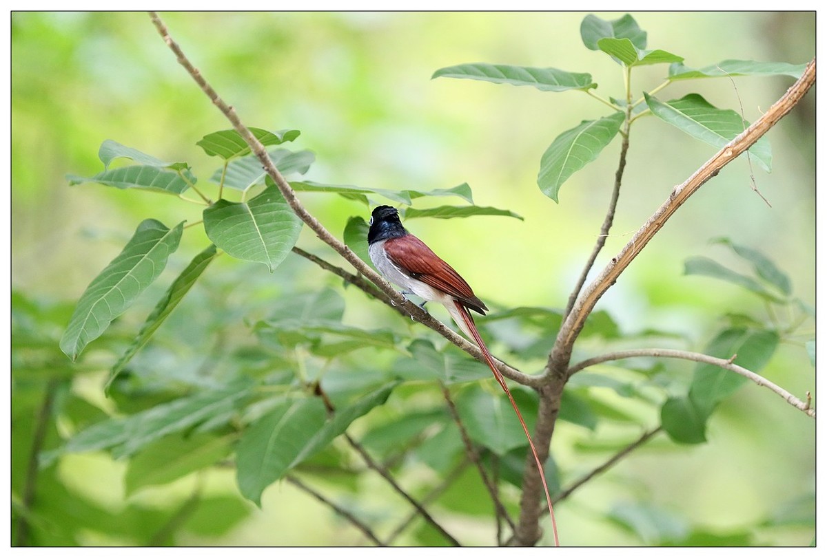 来一组小清新：林中绶带鸟