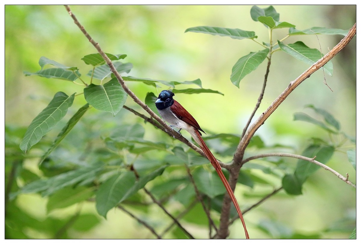 来一组小清新：林中绶带鸟
