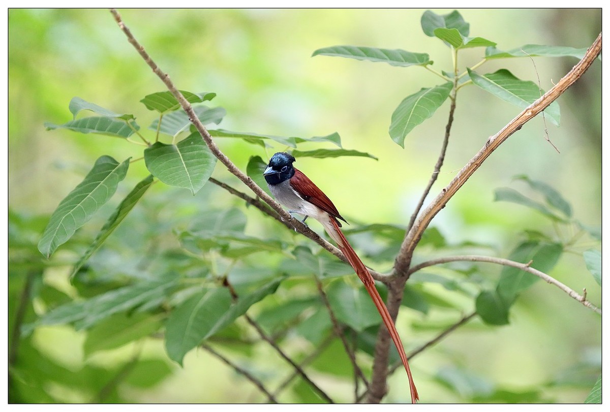 来一组小清新：林中绶带鸟