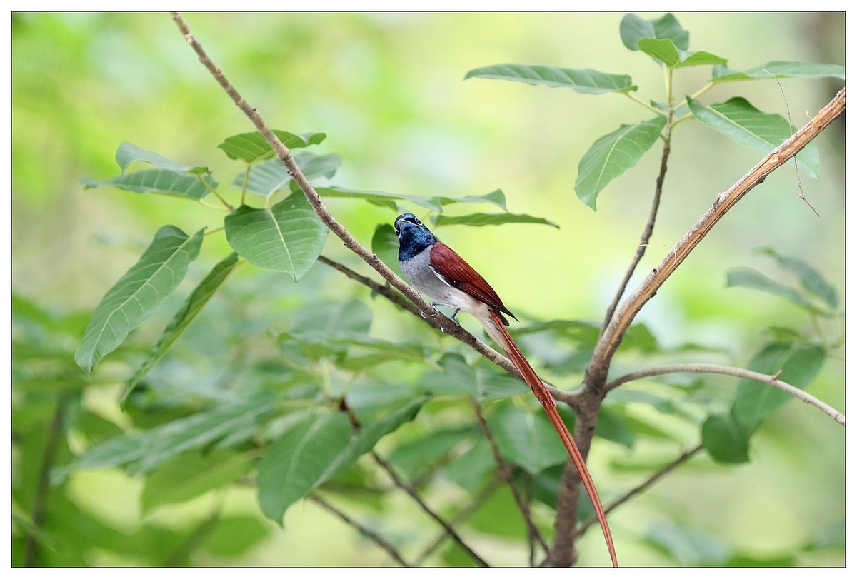 来一组小清新：林中绶带鸟