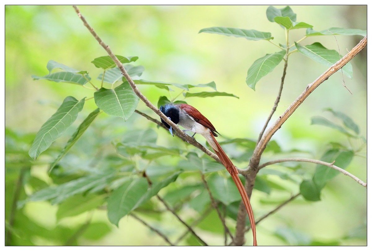 来一组小清新：林中绶带鸟