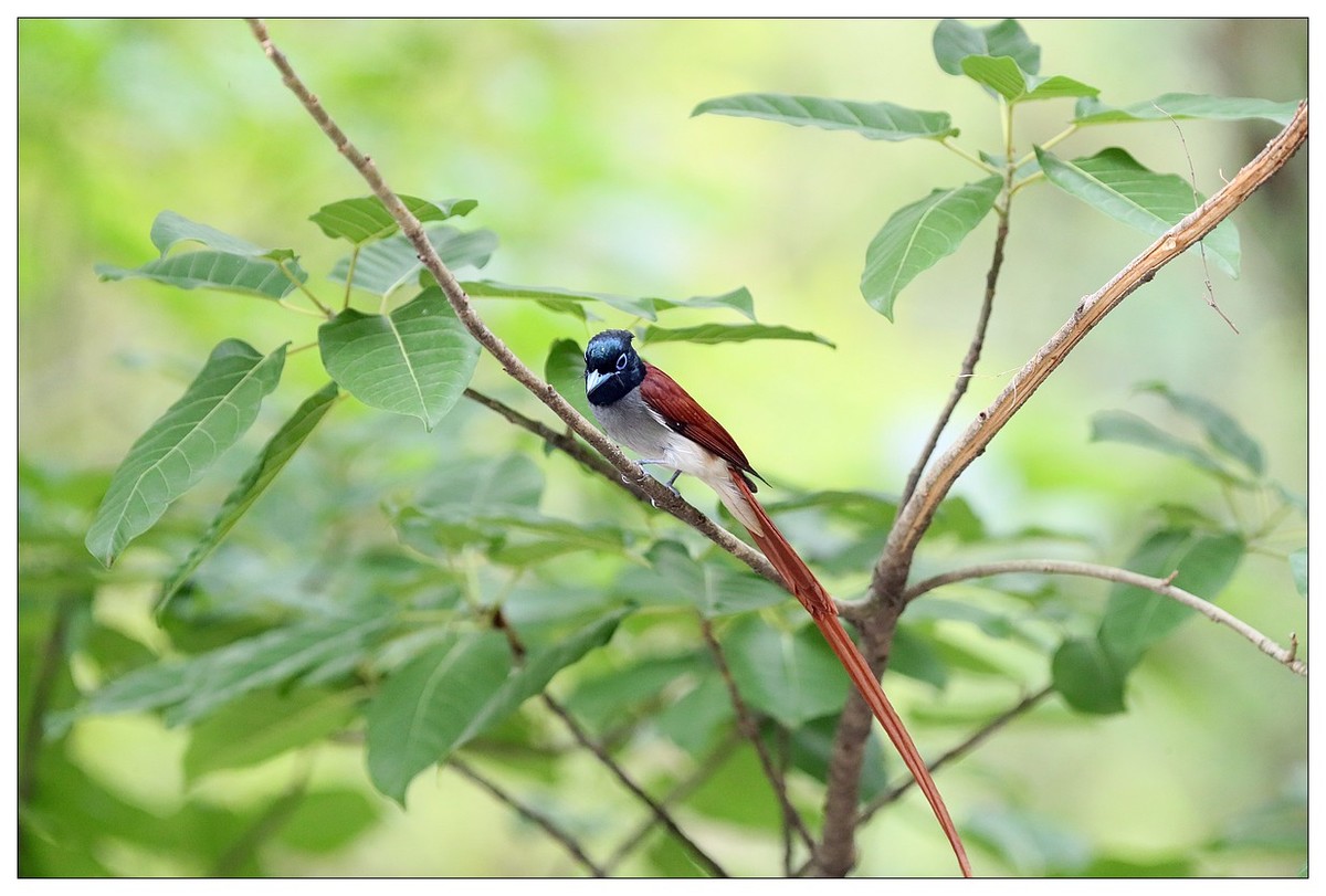 来一组小清新：林中绶带鸟