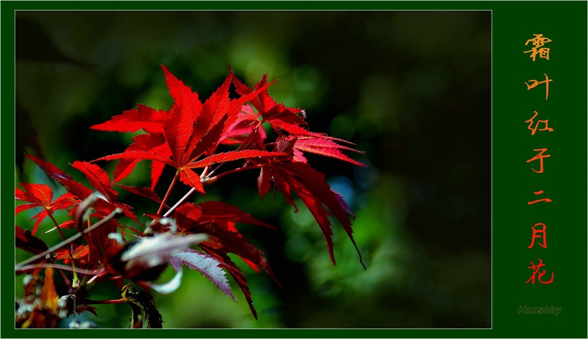 霜叶红于二月花（2023292）