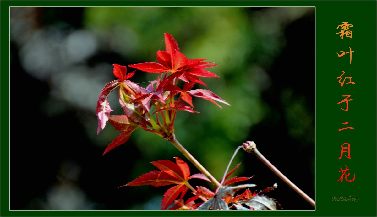 霜叶红于二月花（2023292）