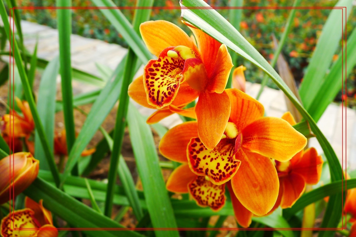 花开富贵贺新年A