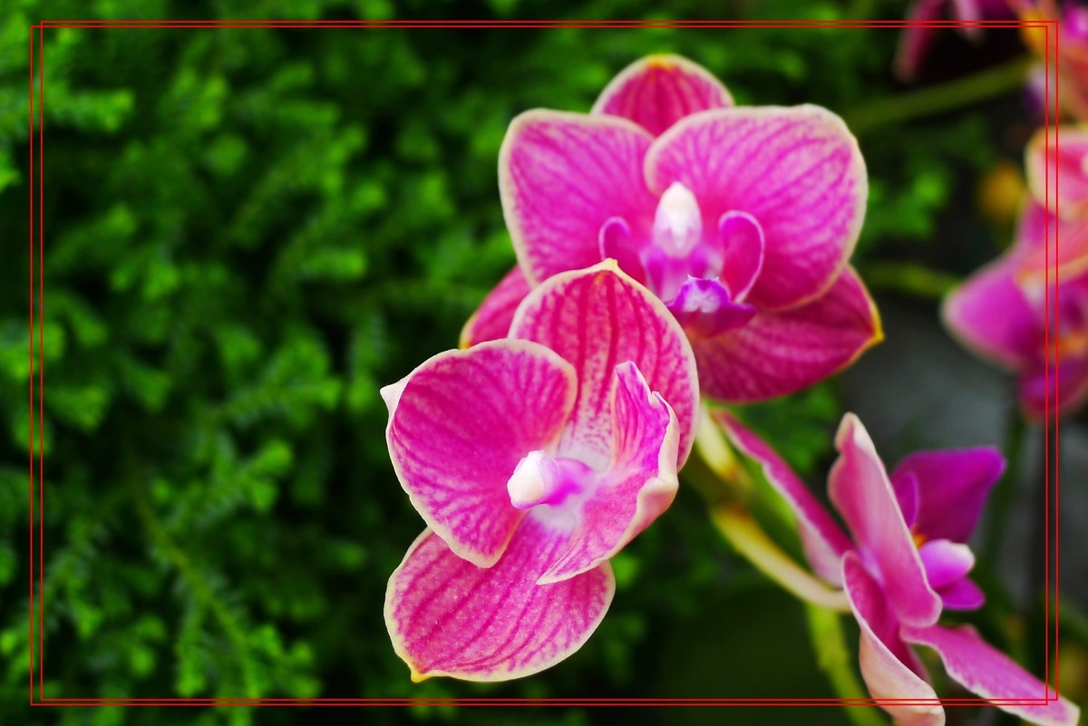 花开富贵贺新年A