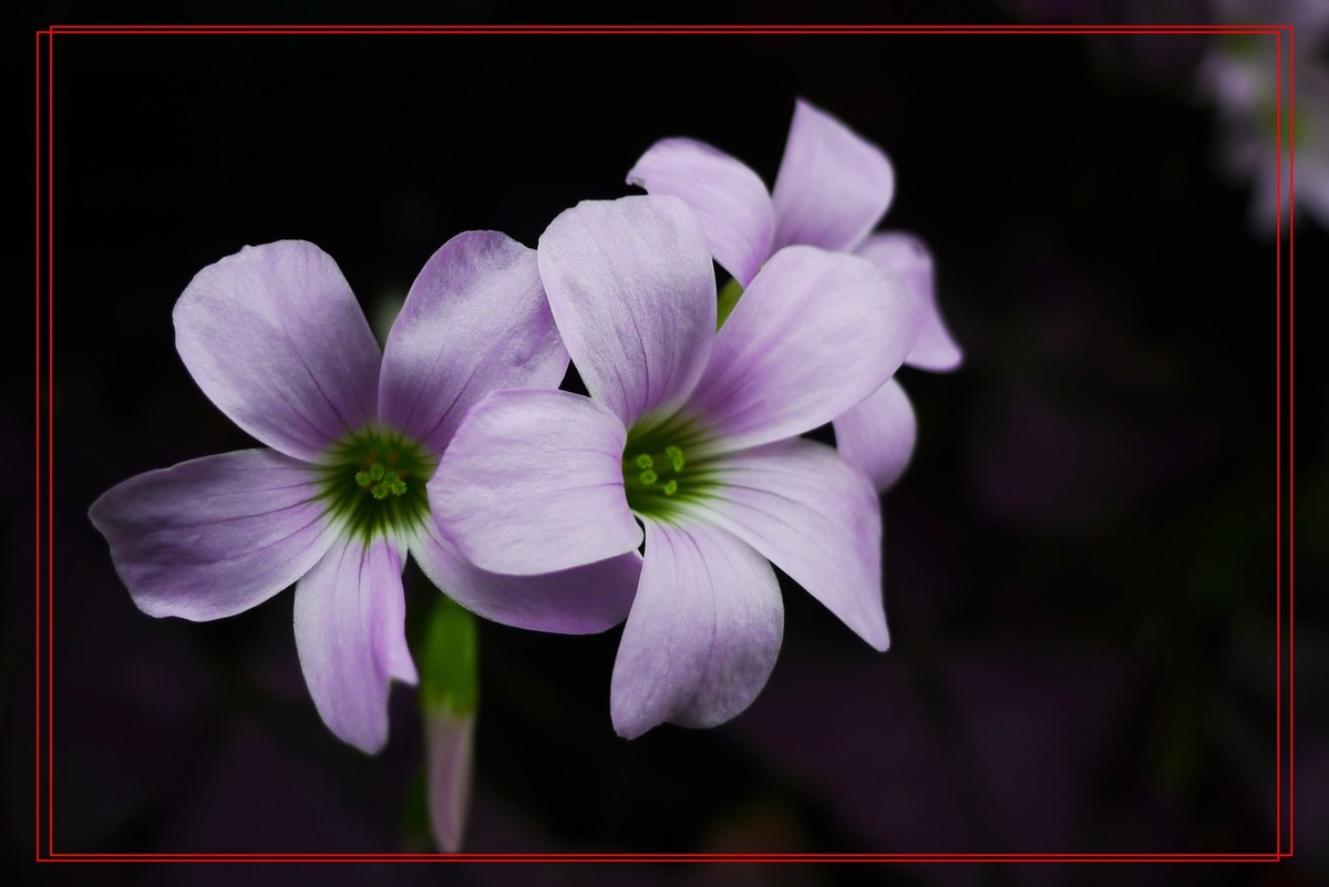 花开富贵贺新年A