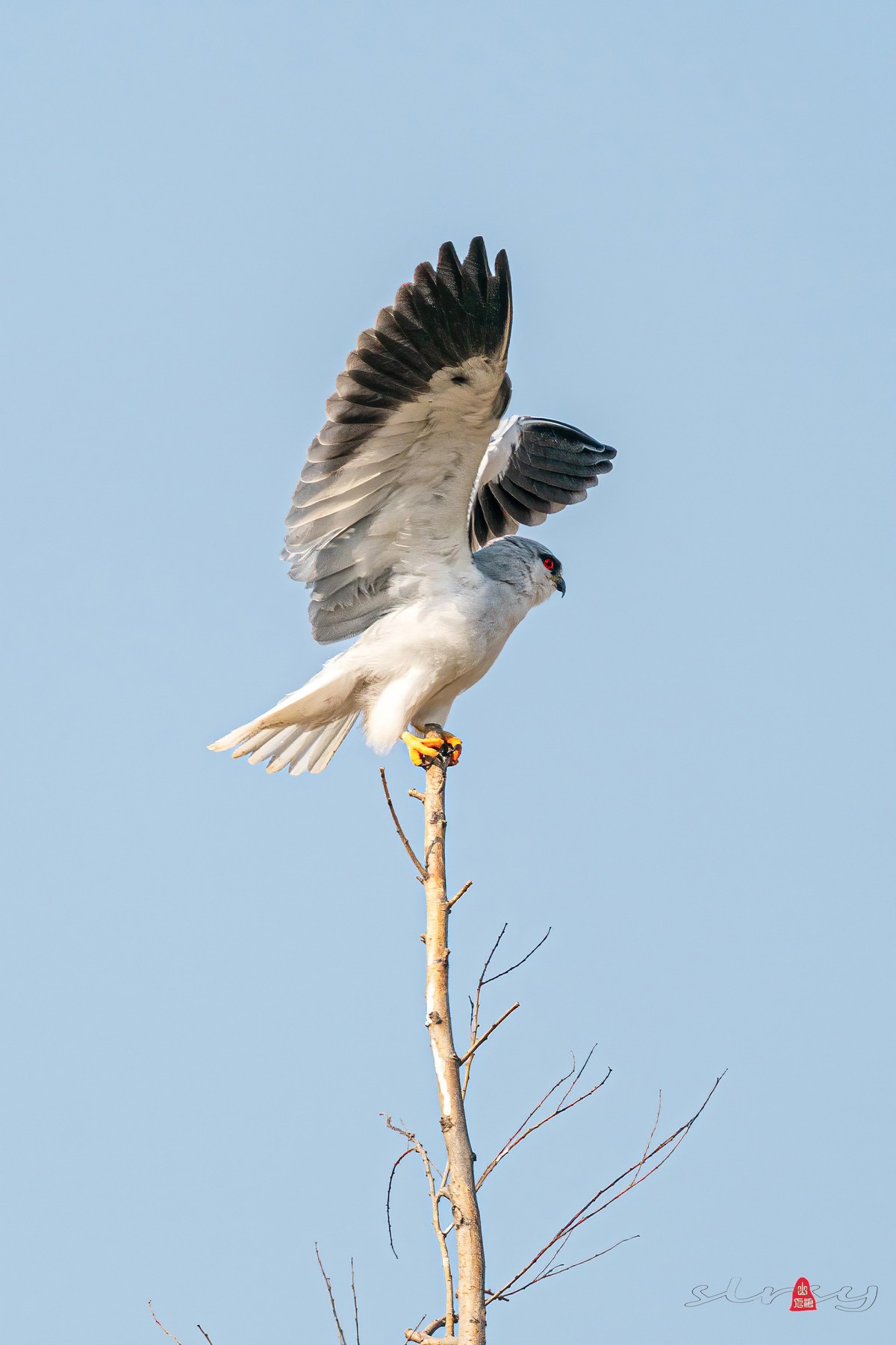 树梢上的hel翅鸢