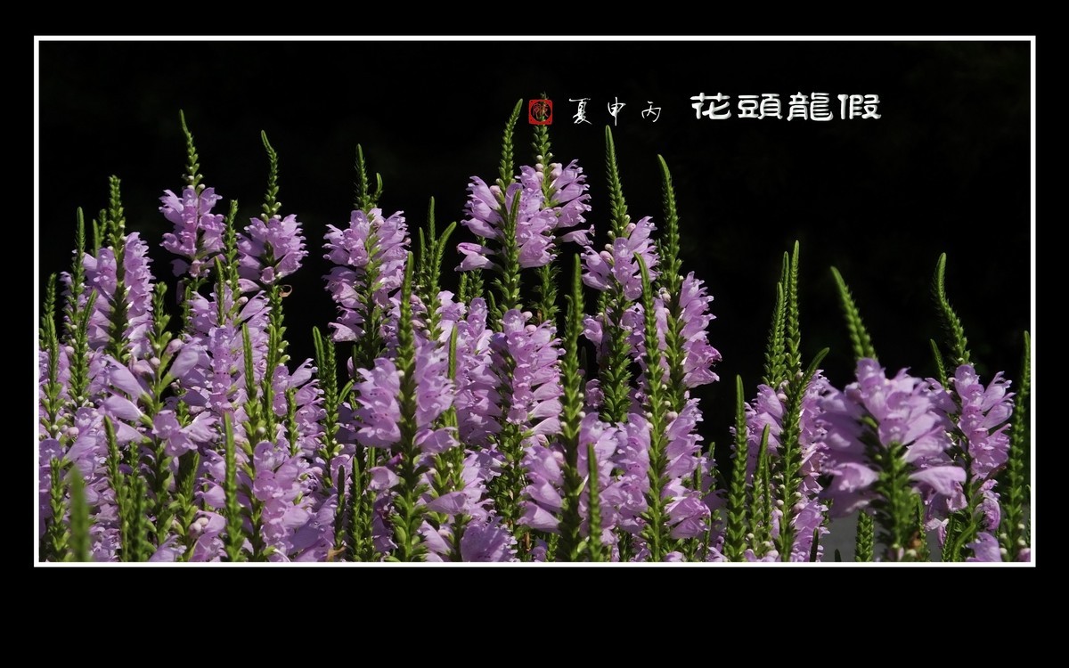 一组假龙头花贺 龙年元宵节