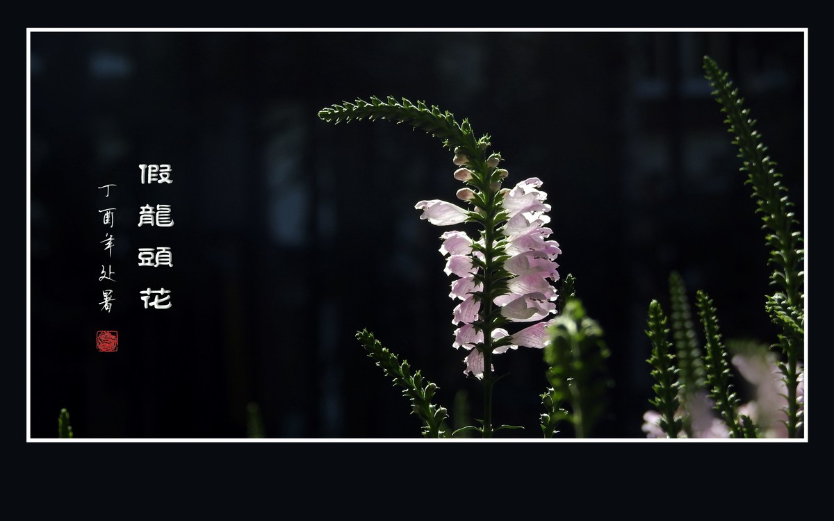 一组假龙头花贺 龙年元宵节