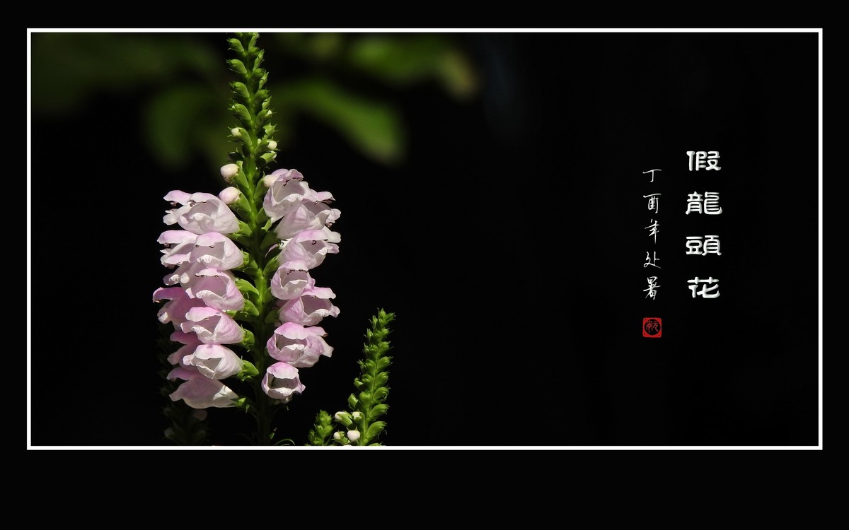 一组假龙头花贺 龙年元宵节