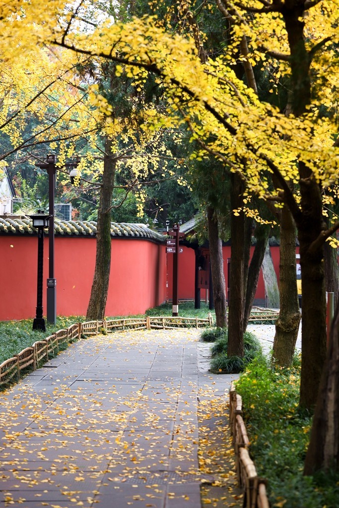 2023年成都武侯祠银杏季节