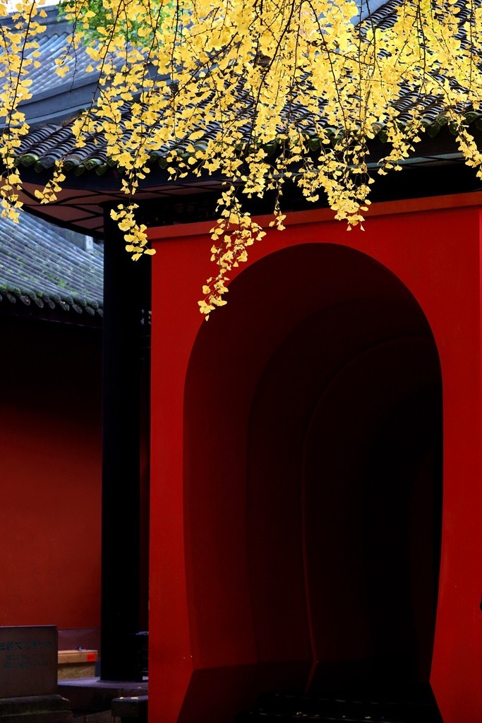 2023年成都武侯祠银杏季节