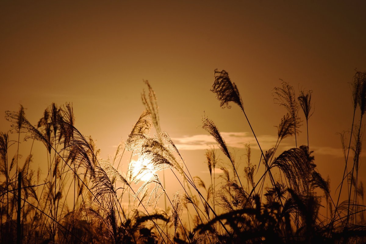 漫步星城 走街串巷（408）户外茶馆