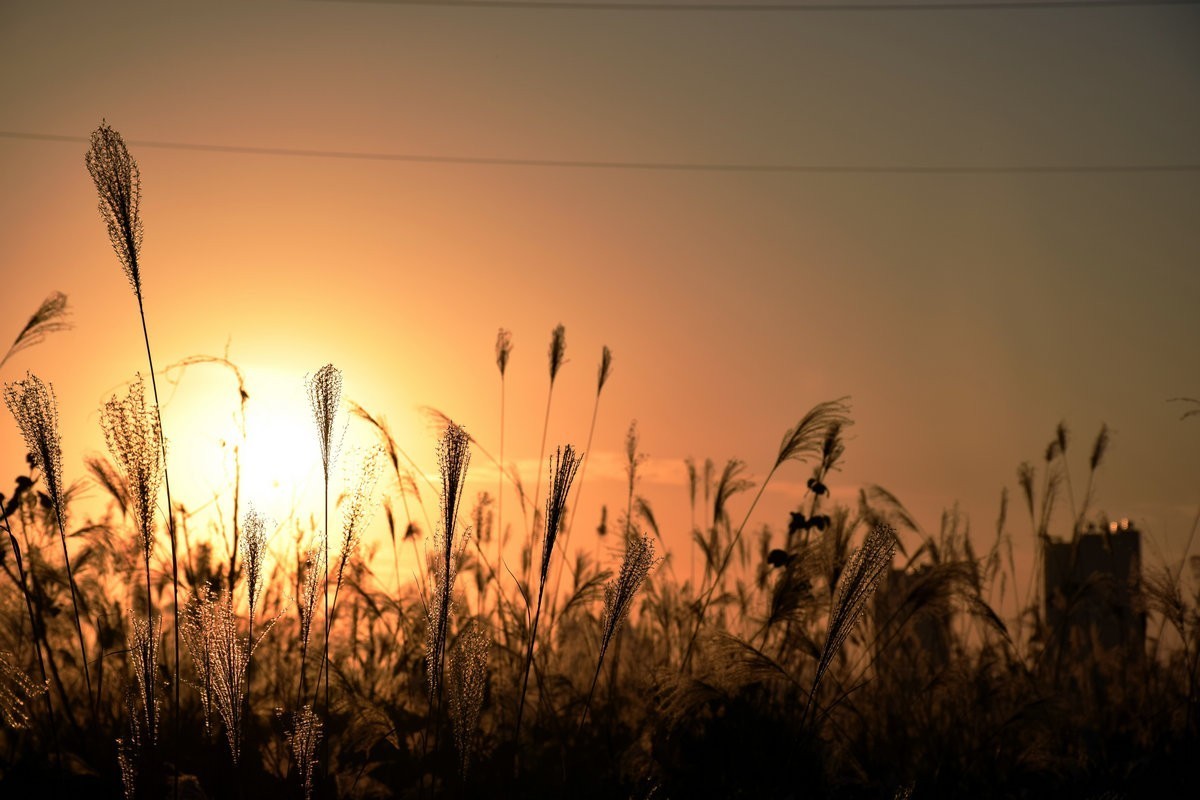 漫步星城 走街串巷（408）户外茶馆