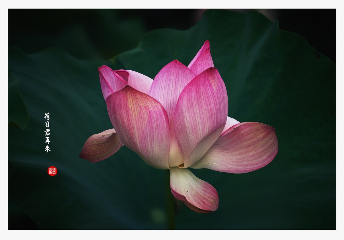 “荷”日君再来