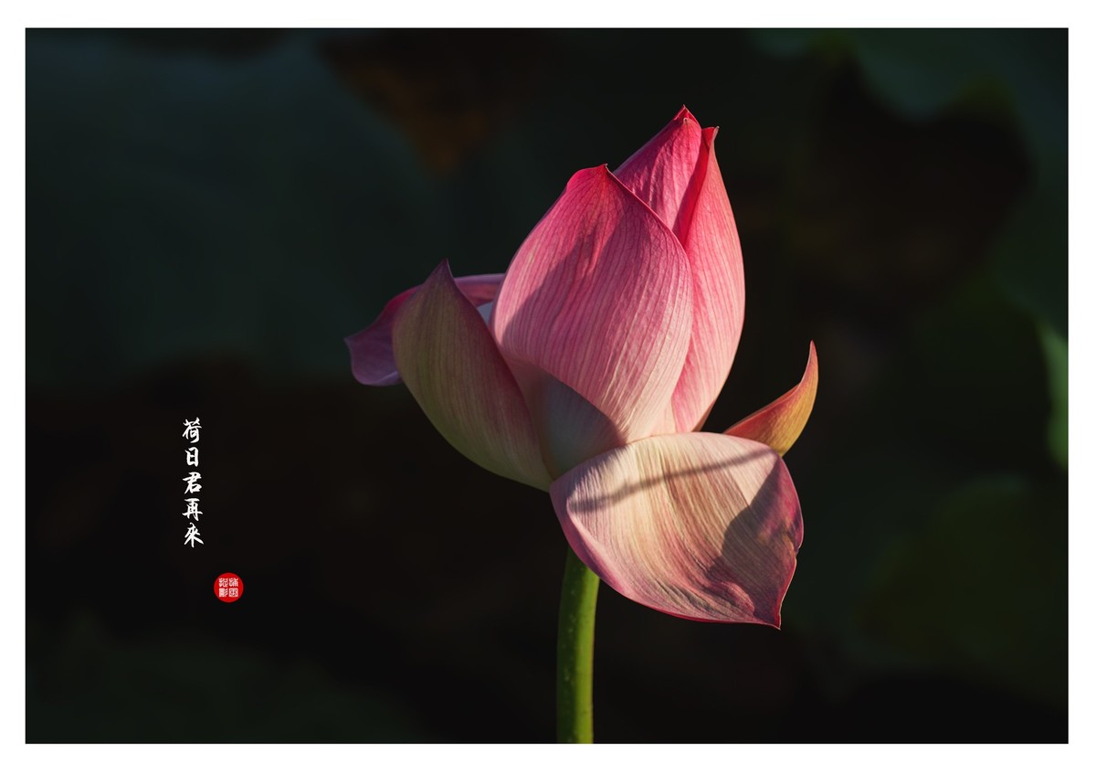 “荷”日君再来