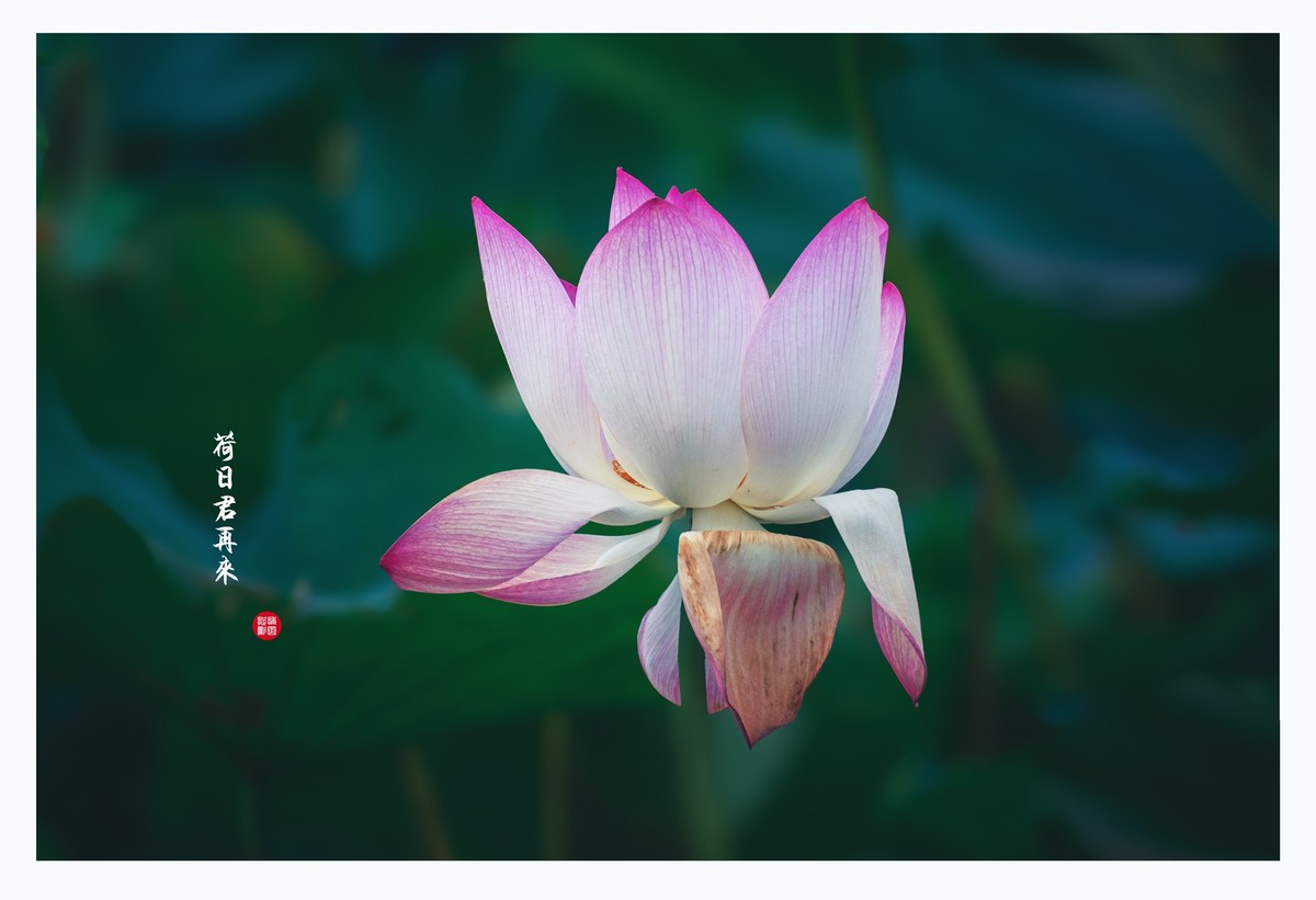 “荷”日君再来