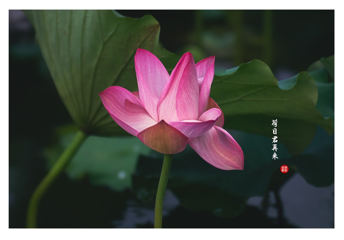 “荷”日君再来